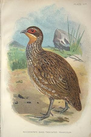 Image du vendeur pour Reichenow's Bare-throated Francolin mis en vente par theoldmapman