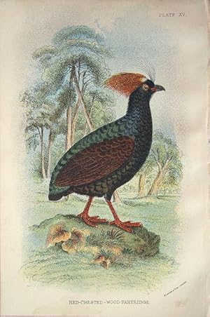 Image du vendeur pour Red-crested Wood-Partridge mis en vente par theoldmapman