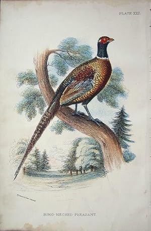 Imagen del vendedor de Ring-necked Pheasant a la venta por theoldmapman
