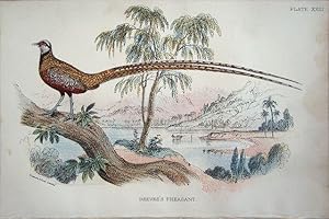 Image du vendeur pour Golden Pheasant mis en vente par theoldmapman