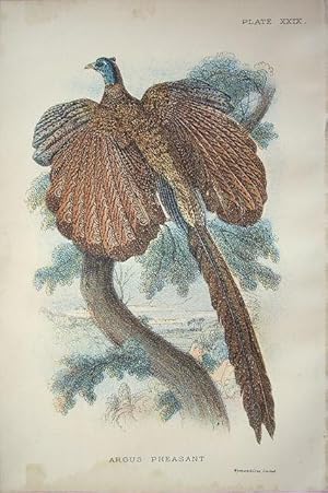 Imagen del vendedor de Argus Pheasant a la venta por theoldmapman