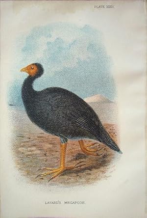 Immagine del venditore per Layard's Megapode venduto da theoldmapman