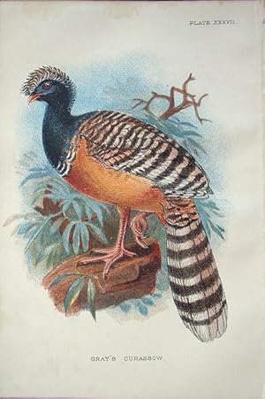 Image du vendeur pour Gray's Curassow mis en vente par theoldmapman