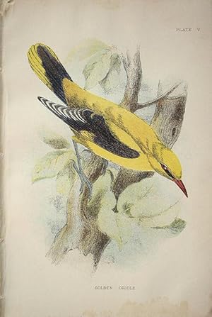 Seller image for Golden Oriole. for sale by theoldmapman