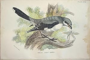 Bild des Verkufers fr Great Grey Shrike. zum Verkauf von theoldmapman