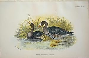 Seller image for White-fronted Goose for sale by theoldmapman