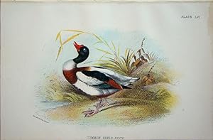 Seller image for Common Sheld-Duck for sale by theoldmapman
