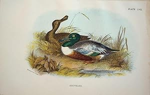 Seller image for Shoveler for sale by theoldmapman