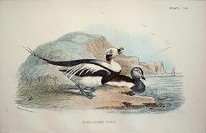 Immagine del venditore per Long-tailed Duck. venduto da theoldmapman