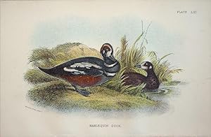 Immagine del venditore per Harlequin Duck venduto da theoldmapman