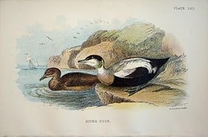 Seller image for Eider Duck for sale by theoldmapman