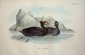 Seller image for Surf Scoter for sale by theoldmapman