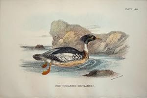 Seller image for Red-breasted Merganser for sale by theoldmapman