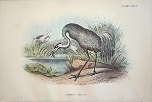 Seller image for Common Crane for sale by theoldmapman