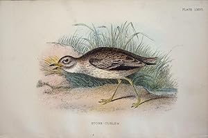 Seller image for Stone Curlew for sale by theoldmapman