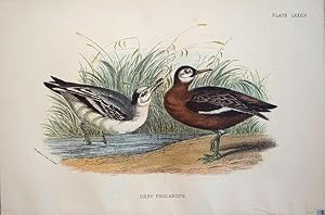 Seller image for Grey Phalarope for sale by theoldmapman