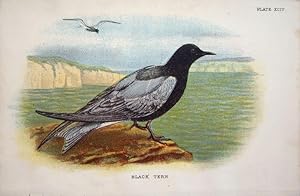 Seller image for Black Tern for sale by theoldmapman