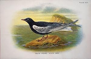 Seller image for White-winged Black Tern for sale by theoldmapman