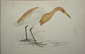 Seller image for Buff-backed Heron for sale by theoldmapman