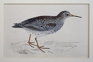 Seller image for Purple Sandpiper for sale by theoldmapman