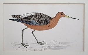 Bild des Verkufers fr Bartailed Godwit zum Verkauf von theoldmapman