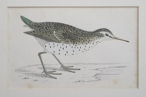 Seller image for Apollo Sandpiper for sale by theoldmapman