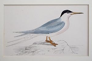 Imagen del vendedor de Roseate Tern a la venta por theoldmapman