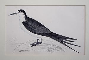 Image du vendeur pour Sooty Tern mis en vente par theoldmapman