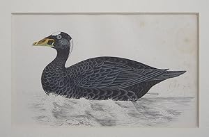 Imagen del vendedor de Surf Scoter a la venta por theoldmapman