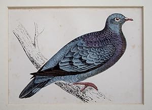 Image du vendeur pour Stock Dove mis en vente par theoldmapman