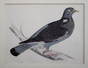 Seller image for Wood Pigeon for sale by theoldmapman