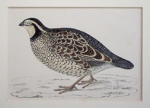 Seller image for Virginian Partridge for sale by theoldmapman