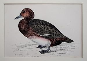 Image du vendeur pour Ferruginous Duck mis en vente par theoldmapman