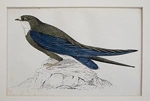 Imagen del vendedor de Spine-tailed Swallow a la venta por theoldmapman