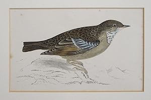 Bild des Verkufers fr Alpine Accentor zum Verkauf von theoldmapman