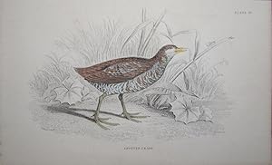 Image du vendeur pour Spotted Crake mis en vente par theoldmapman