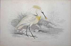 Seller image for White Spoonbill for sale by theoldmapman