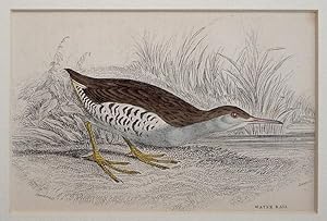 Seller image for Water Rail for sale by theoldmapman