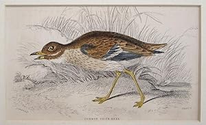 Seller image for Common Thick-knee for sale by theoldmapman