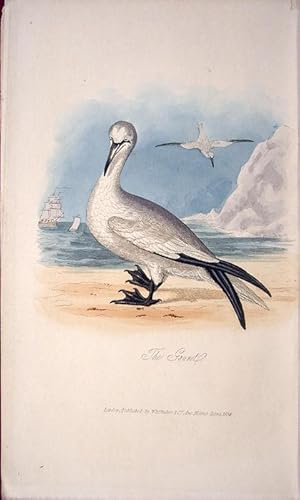 Seller image for Gannet for sale by theoldmapman