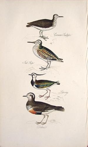Seller image for Common Sandpiper, Jack Snipe, Lapwing & Dotterel for sale by theoldmapman