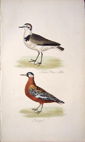 Seller image for Kentish Plover, male & Phalarope for sale by theoldmapman