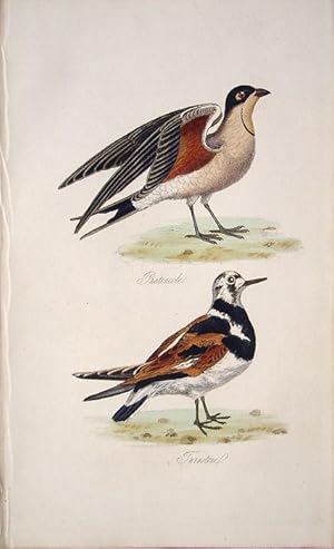 Imagen del vendedor de Pratincole & Turnstone a la venta por theoldmapman