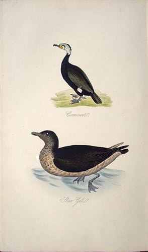 Image du vendeur pour Cormorant & Skua Gull mis en vente par theoldmapman