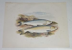 Pollan, Powan Houghton's Fresh-Water Fishes 1879