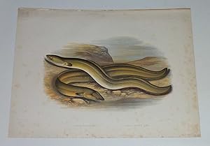 Sharp & Broad Nosed Eel Houghton's Fresh-Water Fishes 1879
