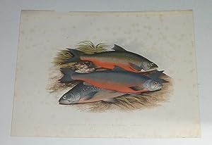 Windermere, Cole's & Gray's Charr Houghton's Fresh-Water Fishes 1879