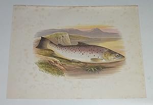 Great Lake Trout Houghton's Fresh-Water Fishes 1879