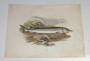 Sturgeon Houghton's Fresh-Water Fishes 1879