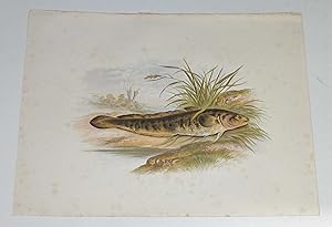 Turbot Houghton's Fresh-Water Fishes 1879